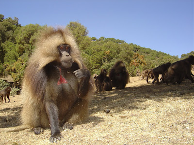 gelada