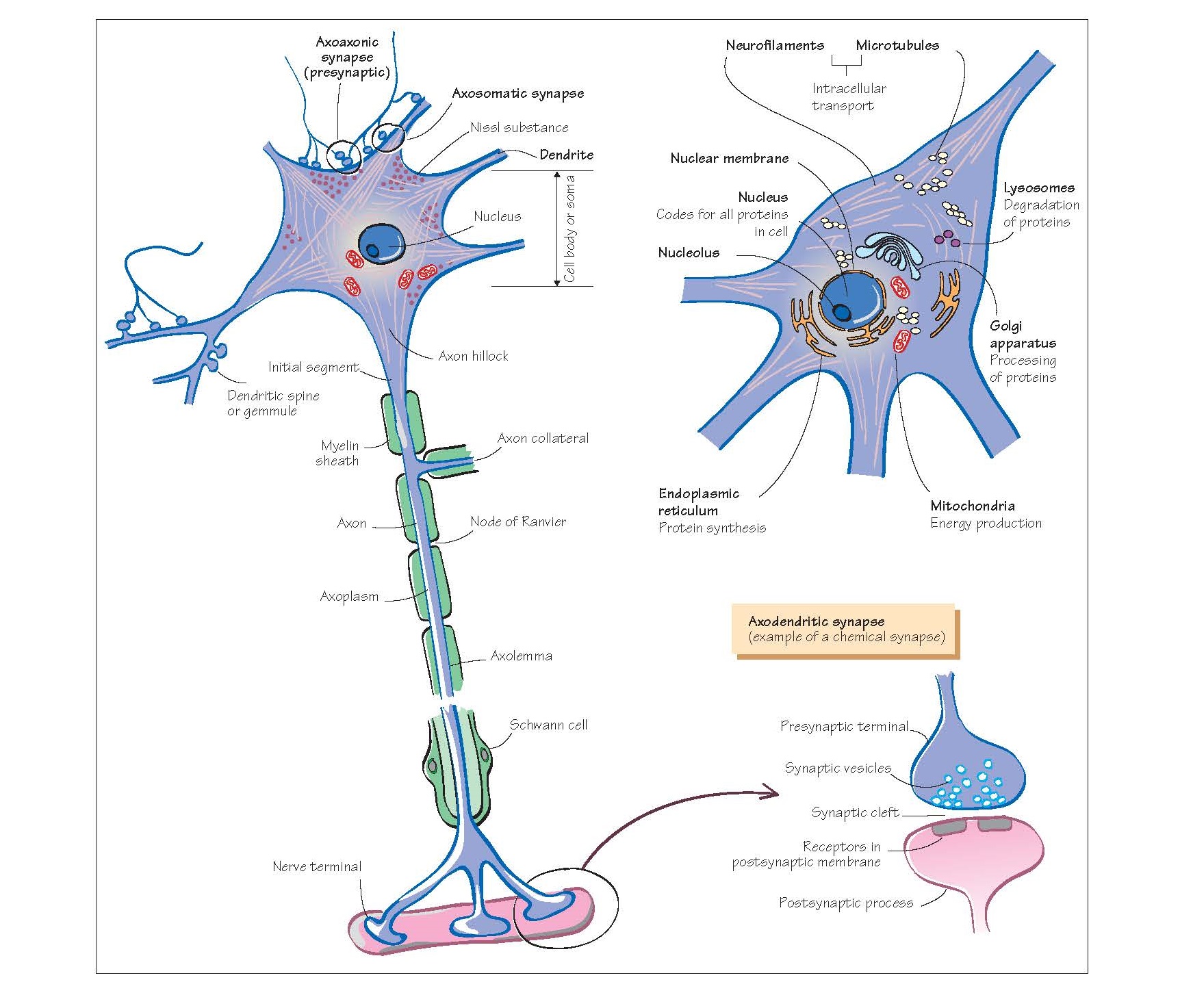 Cells Of The Nervous System I: Neurones