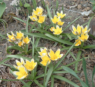 [Photo: Tulipa tarda.]