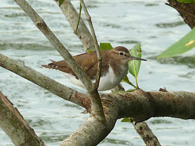 Common sandpiper (Actitis hypoleucos)