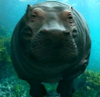 Foto de un hipopótamo nadando bajo el agua