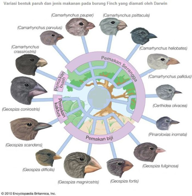 Teori Evolusi Darwin dan variasi burung finch