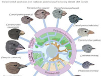 Teori Evolusi Darwin