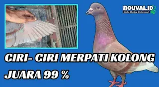 Sejarah merpati di indonesia