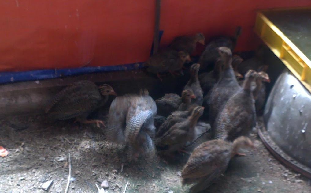 Anizam agrofarm: Anak Ayam Mutiara