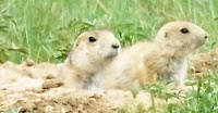 A Pack of Prairie Dogs