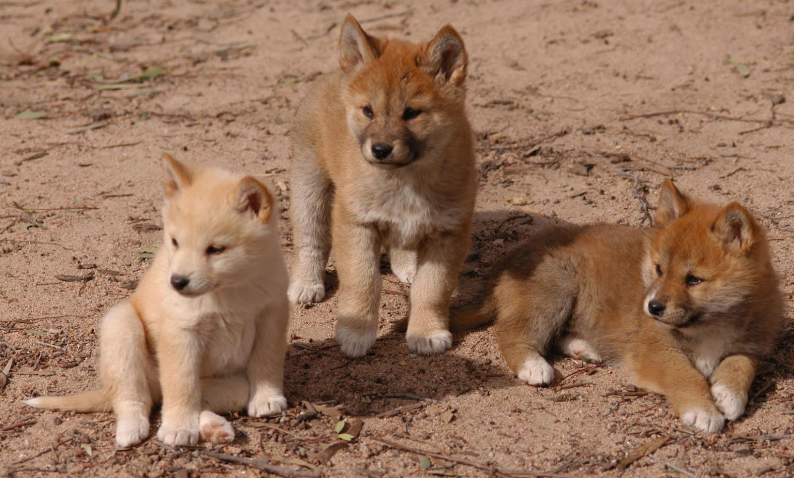 Dingo Australian Animals