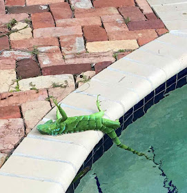 Iguana que caiu congelada no borde de uma piscina na Florida, foi reanimada.