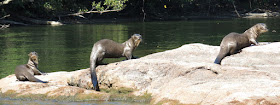 Giant Otter
