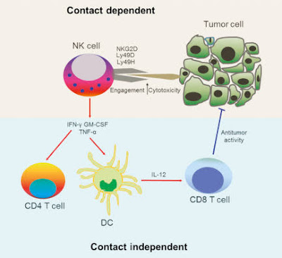 Tumor cell surveillance