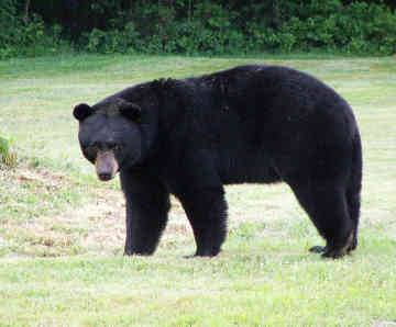 black bear returning