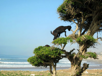 cabras, trepadoras,