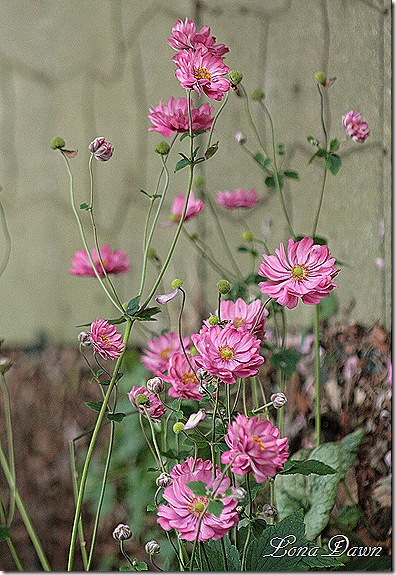 Anemone_Margarette_Sept29
