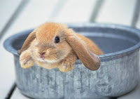 Identifying Heat Stroke in Pet Rabbits 