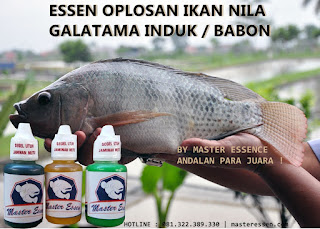 Essen Ikan Nila Induk Galatama