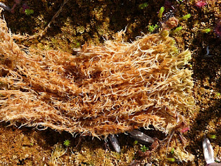 Sphaignes de la côte nord du fleuve Saint Laurent - Sphagnum sp.