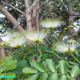 ALBIZIA LEBBECK FLOWER - வாகைமரப் பூ