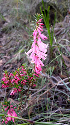 Lerderderg State Park Walk 