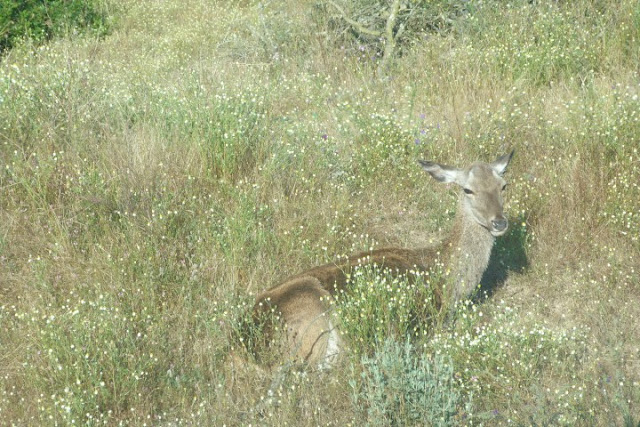 hert, verscholen in Donana Nationaal Park, Spanje