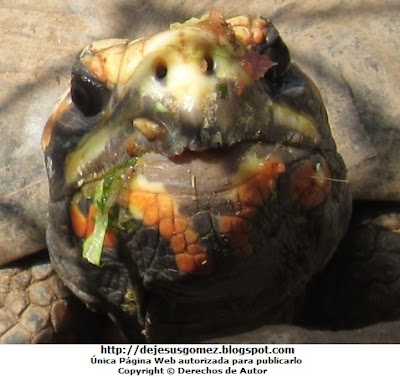 Foto a la cara de un tortuga en plena comida. Foto de tortuga de Jesus Gómez