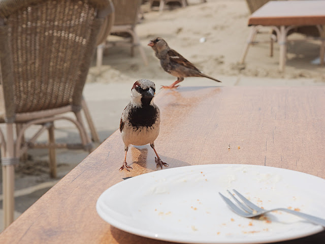 Haussperling sucht Kuchenkrümel