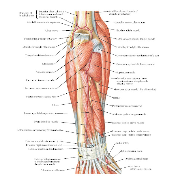 Muscles of Forearm (Deeper Layer): Posterior View Anatomy