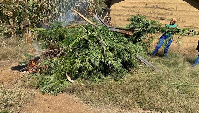  Polisi Arusha Wateketeza Ekari 4 za Bangi