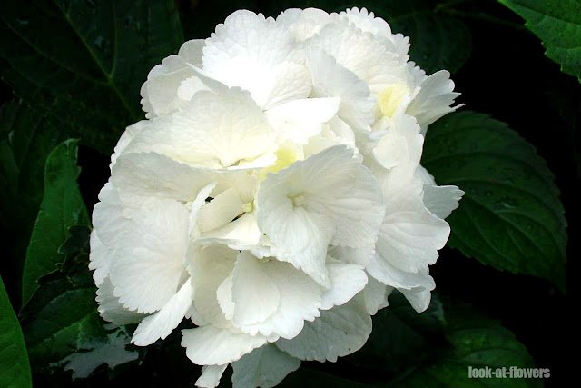 white hydrangea