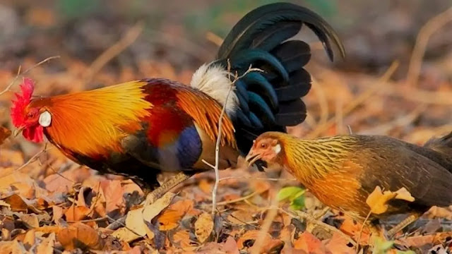 gambar sepasang ayam hutan merah liar