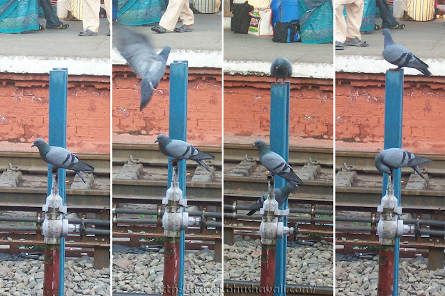 Pigeons of Chandigarh Railway Station