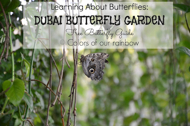 Learning About Butterflies: DUBAI BUTTERFLY GARDEN @http://colorsofourrainbow.blogspot.ae/