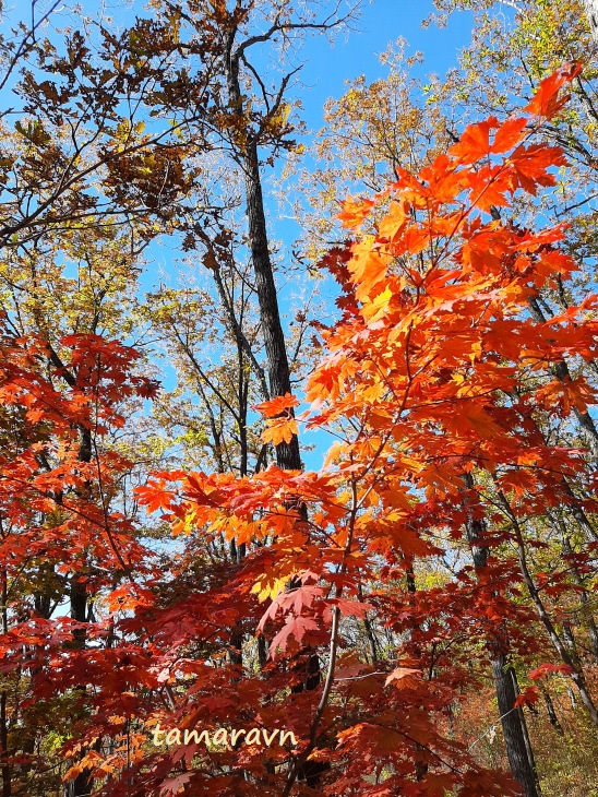 Клён ложнозибольдов (Acer pseudosieboldianum)