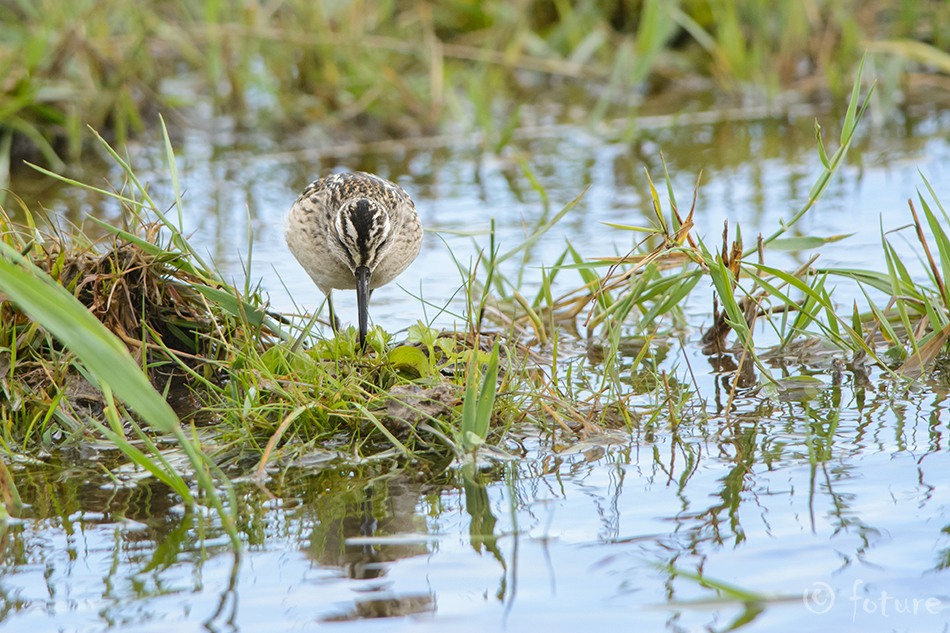 Plütt, Calidris falcinellus, Broad-billed Sandpiper, Limicola