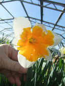 Daffodil 11