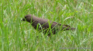 Brown-headed Cowbirds