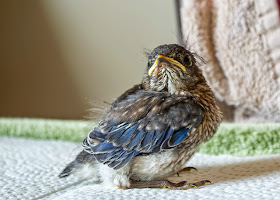 Male Eastern Bluebird nestling