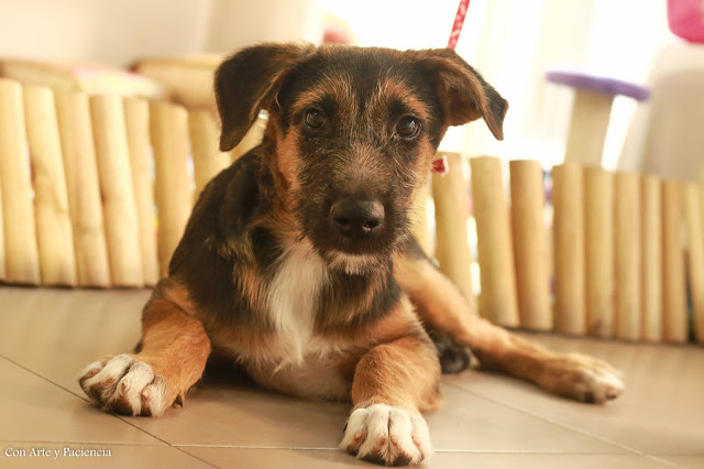 adoptar, perro, salvar una vida, valencia, alzira, maltratado, rio,adoptante, miedo, cariño, amor, ternura, 
