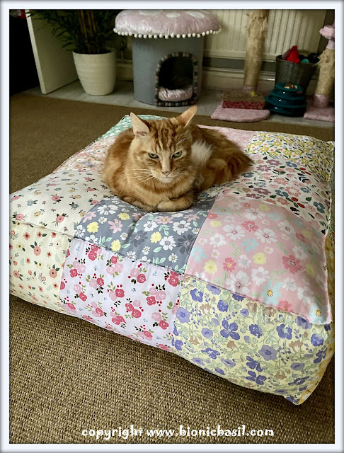 The BBHQ Midweek News Round-Up ©BionicBasil® Fudge and the Jumbo Cushion