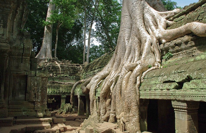 ta-prohm15