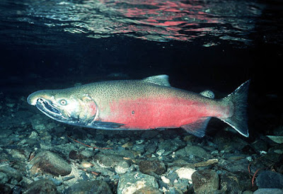 Saltwater Salmon Fish