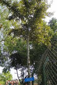 15 Things You Didn't Know About Sundari Tree