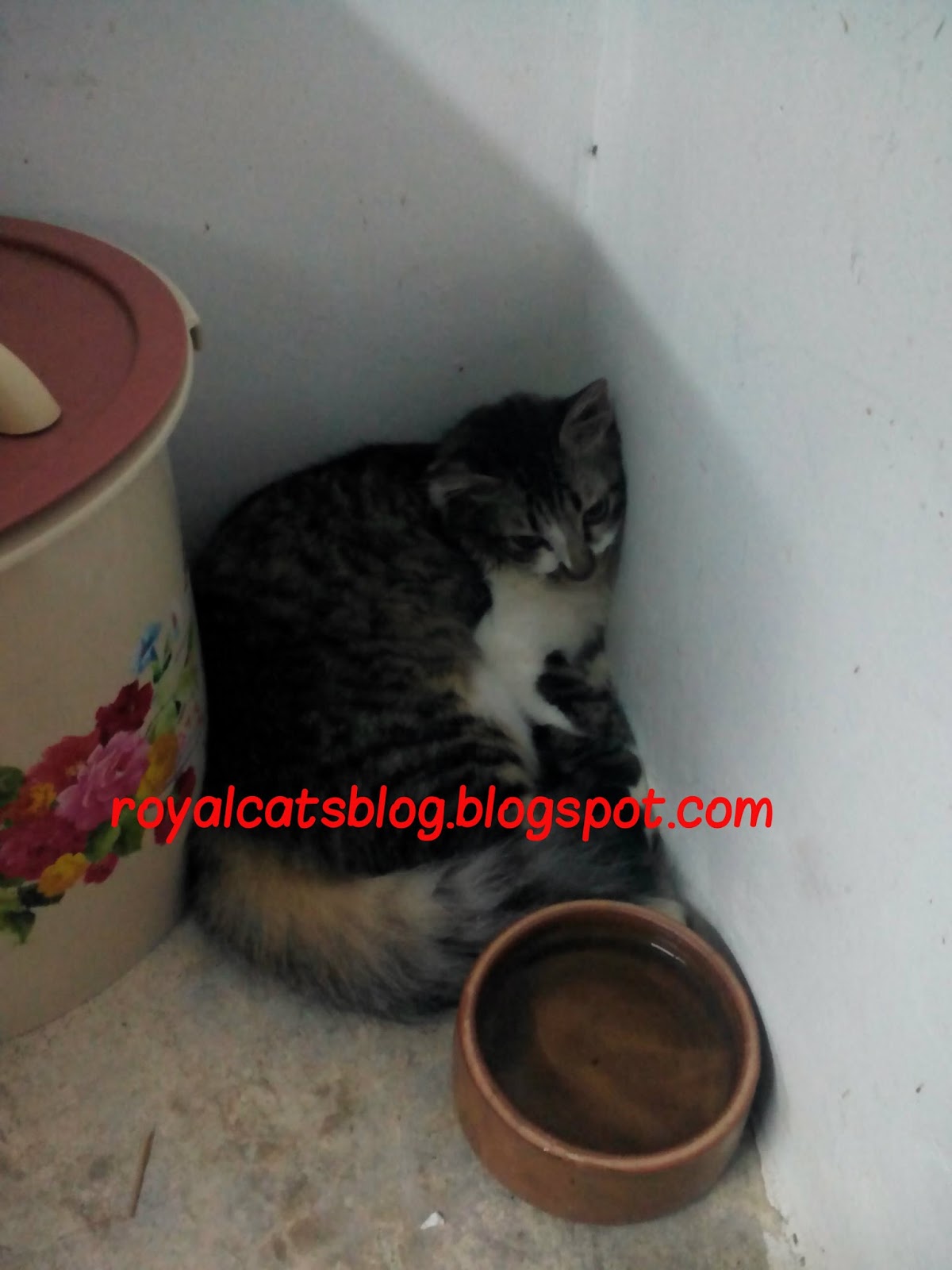Royal Catu0027s Blog: Tanda-Tanda Kucing Ada Masalah Hairball