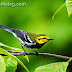 A wicked week for warblers!