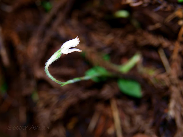 Goodyera schlechtendaliana