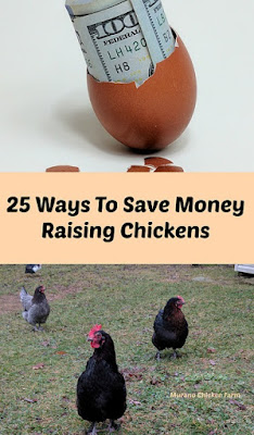 How To Save Money Raising Chickens.