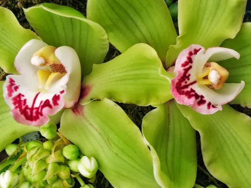 types of flowers meanings and pictures Cymbidium Orchid Flowers | 800 x 599