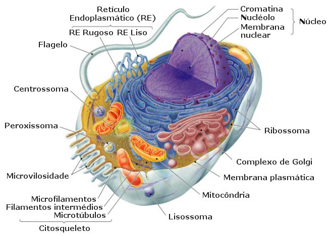 imagenes de la celula vegetal. celula vegetal. walking_dude