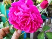 Mi foto