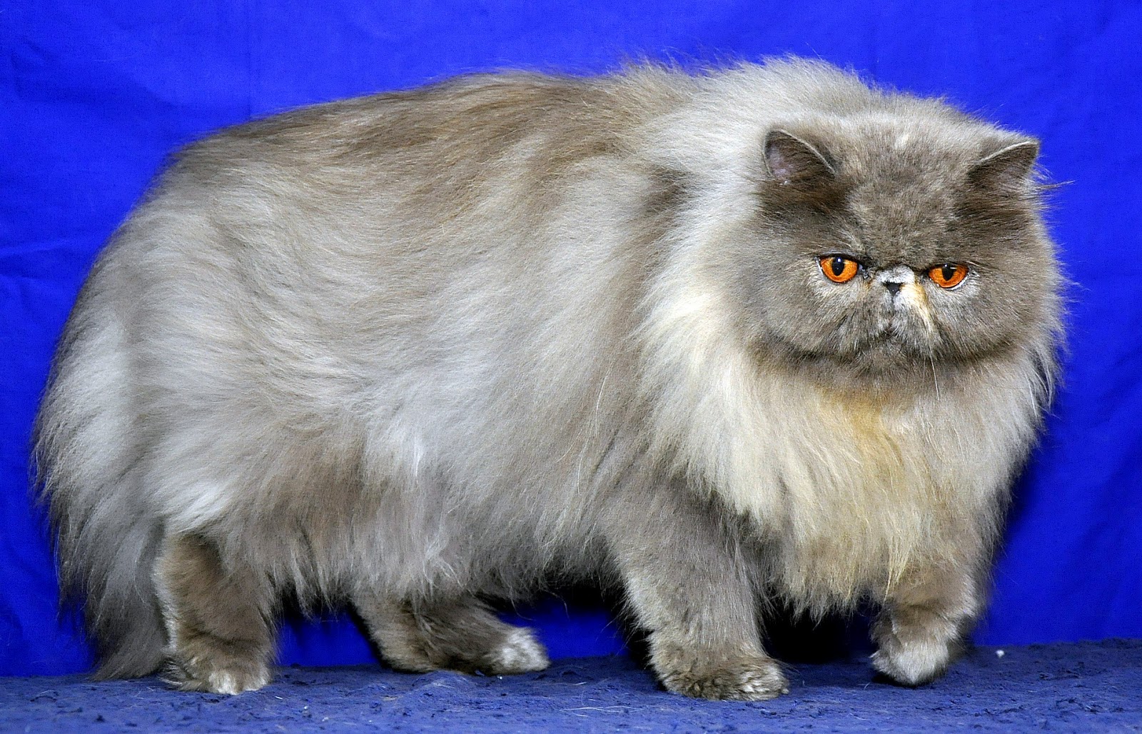 Merawat Rambut Kucing Untuk Show Sukses Beternak Kucing Ras