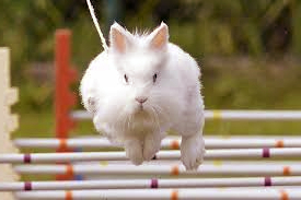mi conejo salta como loco